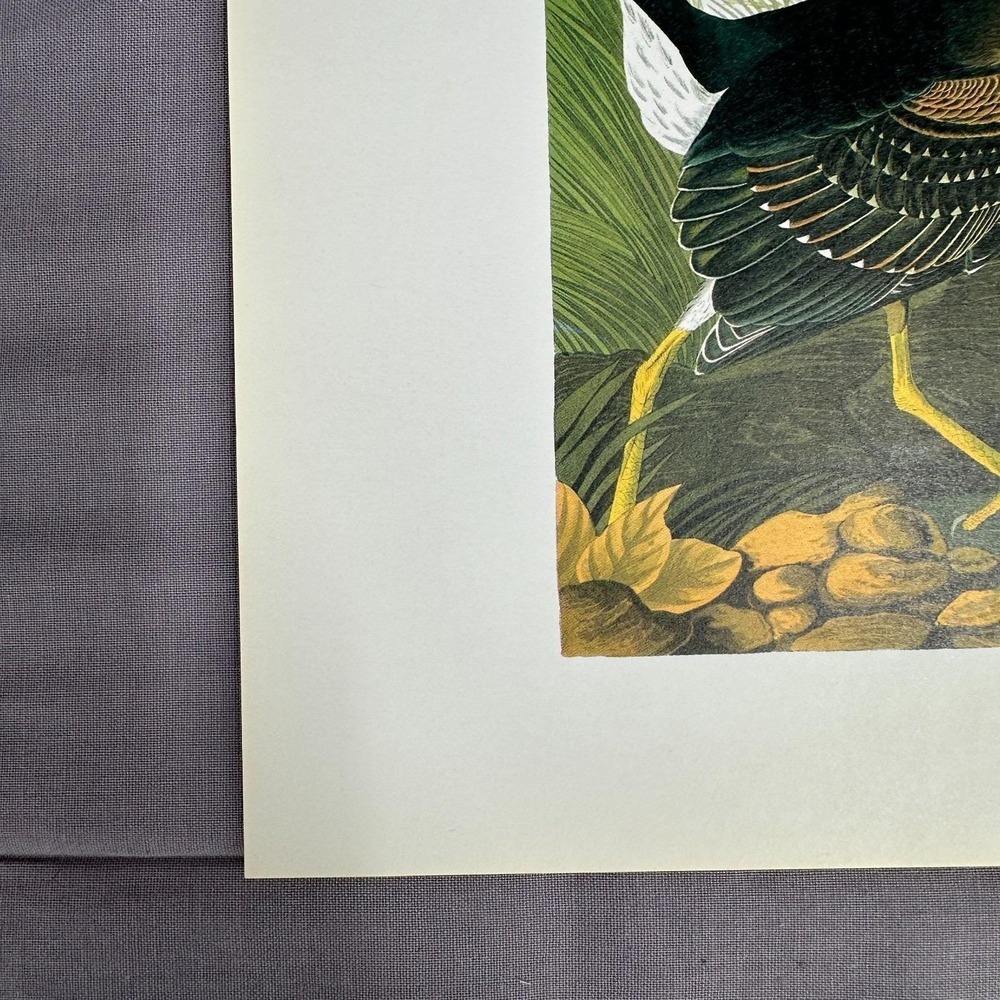 1950 Vintage Print Green Heron American Bird Art Illustration Audubon 8x11 - Picture 6 of 6
